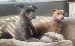 Italian Greyhound dogs for sale: ItalianGreyhound Puppies Ready4Their Forever Homes - Image 20