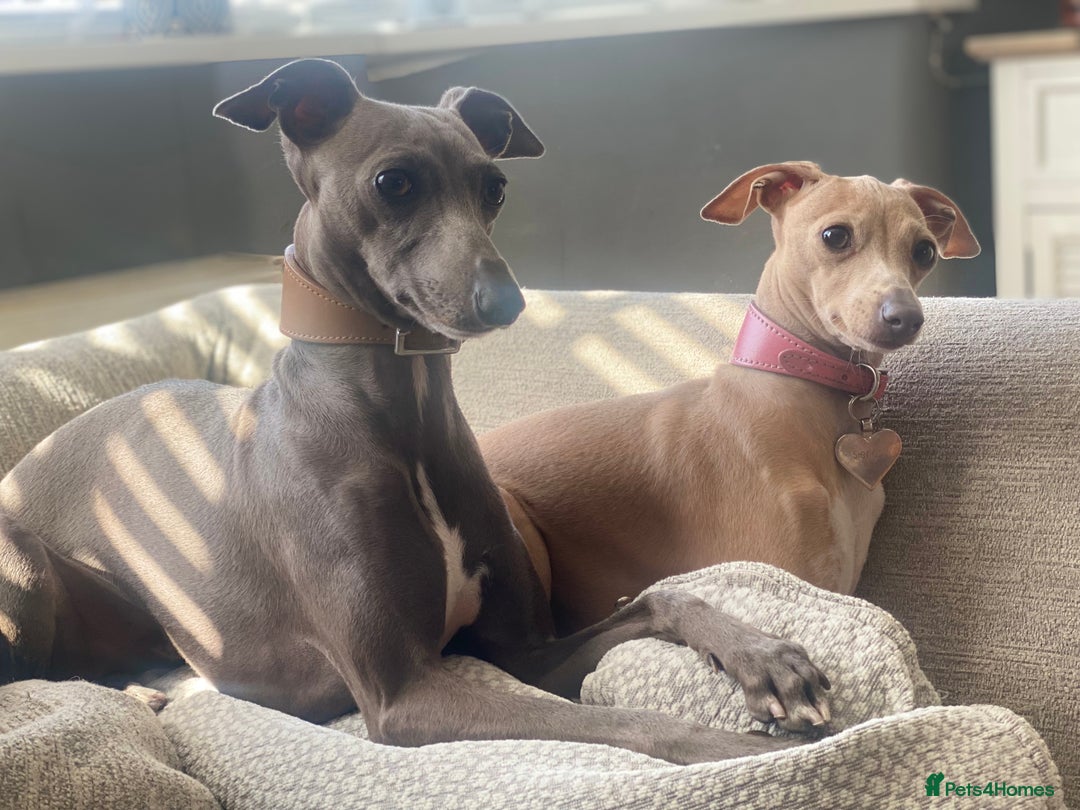 Italian Greyhound dogs for sale: ItalianGreyhound Puppies Ready4Their Forever Homes - Image 20