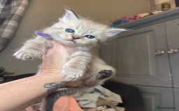 Ragdoll cats for sale: 💫Pedigree Cherubim Ragdolls💫 - Image 18