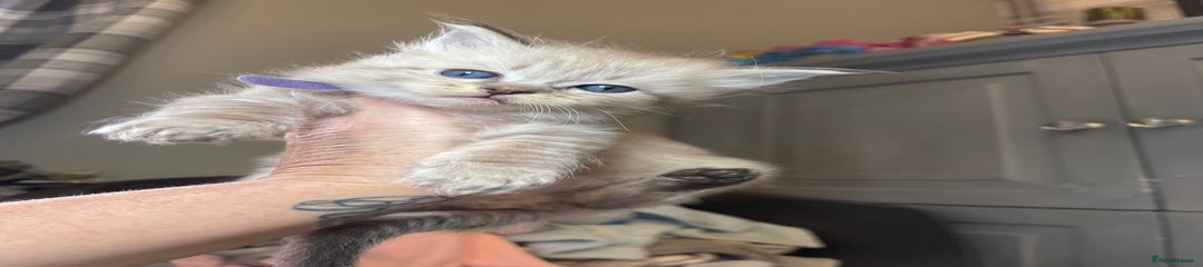 Mystery Seal Mink Lynx