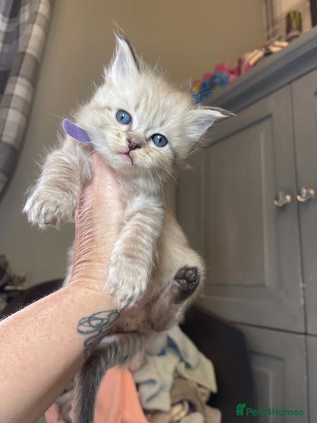 Ragdoll cats for sale: 💫Pedigree Cherubim Ragdolls💫 - Image 18
