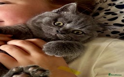 British Shorthair cats for sale: Beautiful Active Male Kitten for Sale – Blue - Image 3