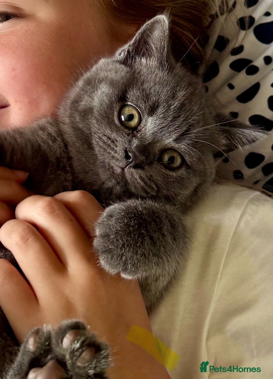 British Shorthair cats for sale: Beautiful Active Male Kitten for Sale – Blue - Image 3