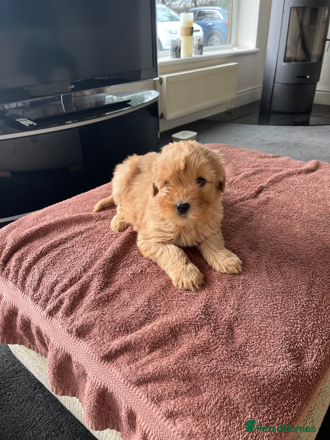 Labradoodle dogs for sale: Beautiful healthy Labradoodle Puppied - Advert 18