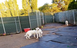 Mixed Breed dogs for adoption: LUNA - a Superb Girl for a Loving Home - Image 12