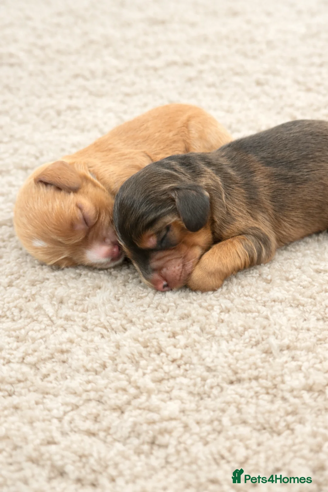 Cockapoo dogs for sale: F1 Cockapoo puppies. 1 Golden & 1 Chocolate/Tan in Rotherham - Advert 11
