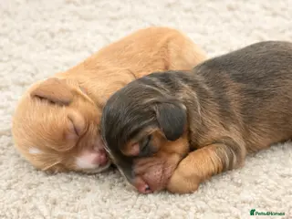 Cockapoo dogs F1 Cockapoo puppies. 1 Golden & 1 Chocolate/Tan - Advert 9