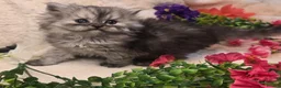 Persian cats for sale: Beautiful Persian babies ready now   - Advert 14