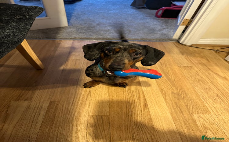 Dachshund dogs - Advert 2