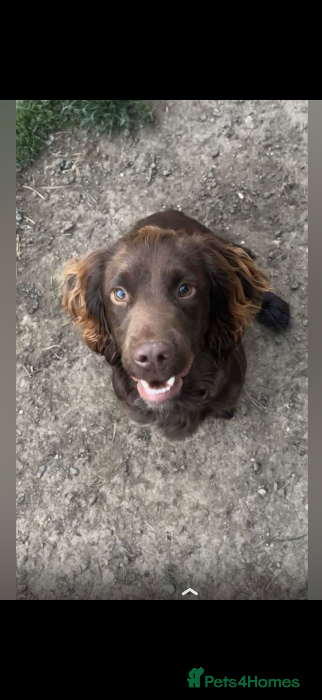 Cocker Spaniel dogs for sale: Male -  KUJO - Advert 6