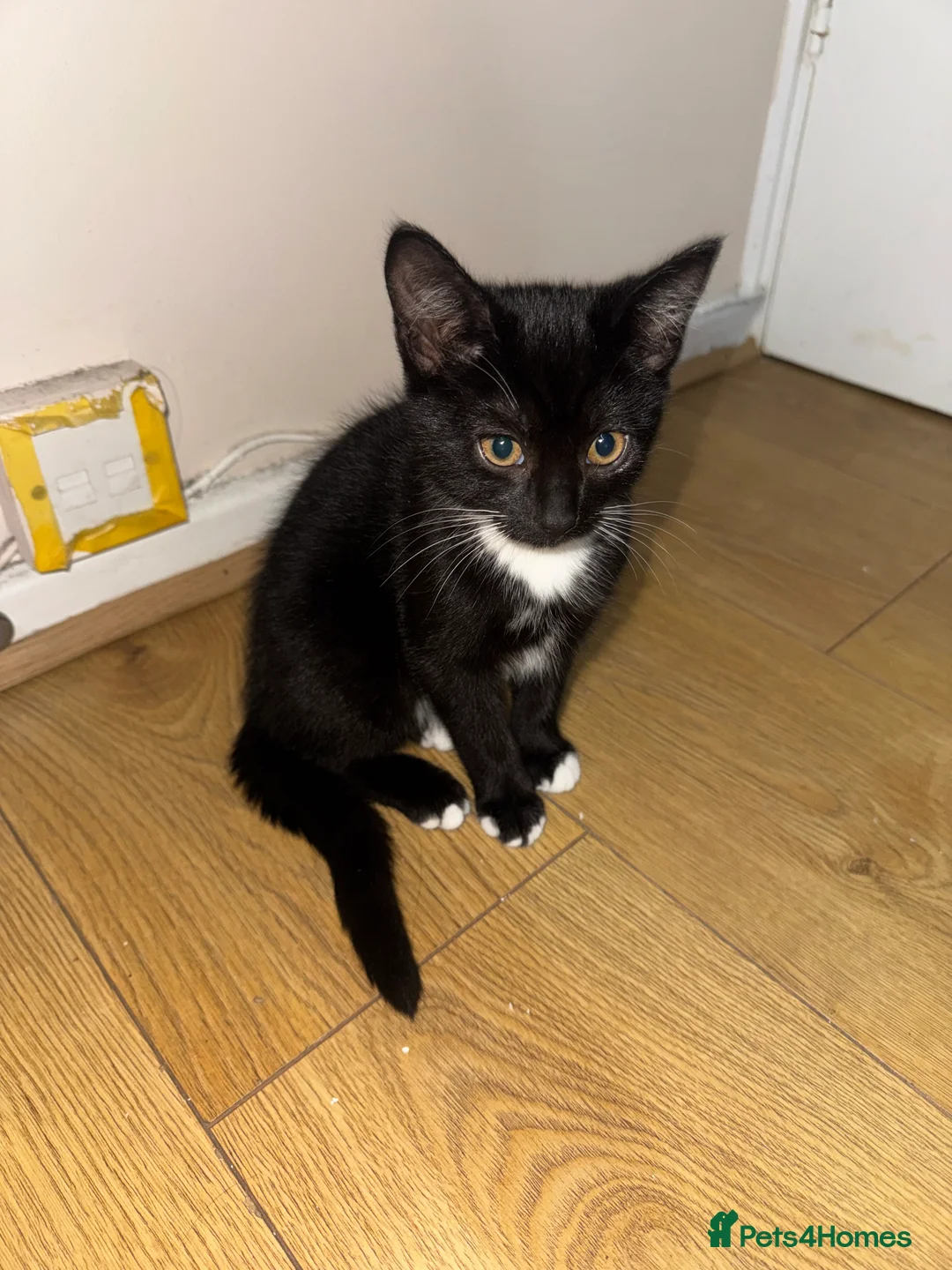 British Shorthair cats for sale: Kittens with mittens  - Advert 3