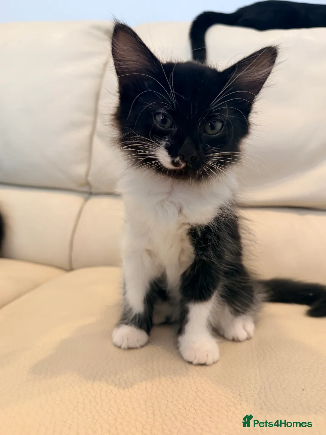Mixed Breed cats for sale: 10 weeks old kittens ready to go  - Advert 2