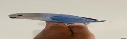 Lovebirds birds for sale: Hand reared lovebirds for sale  - Advert 11