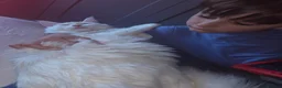 Maine Coon cats for sale: Pure White Full Breed Maine Coon Girl - Advert 4