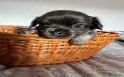 Chihuahua dogs for sale: Beautiful boy long hair Chihuahuas for sale  - Image 6