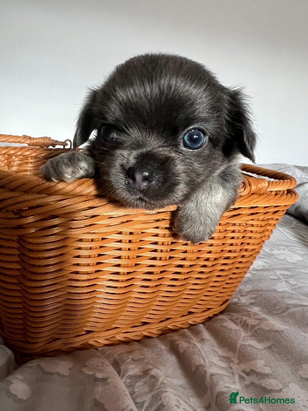 Chihuahua dogs for sale: Beautiful boy long hair Chihuahuas for sale  - Image 6