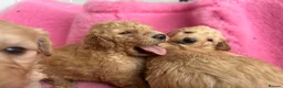 Goldendoodle dogs for sale: Beautiful Goldendoodles - Advert 27