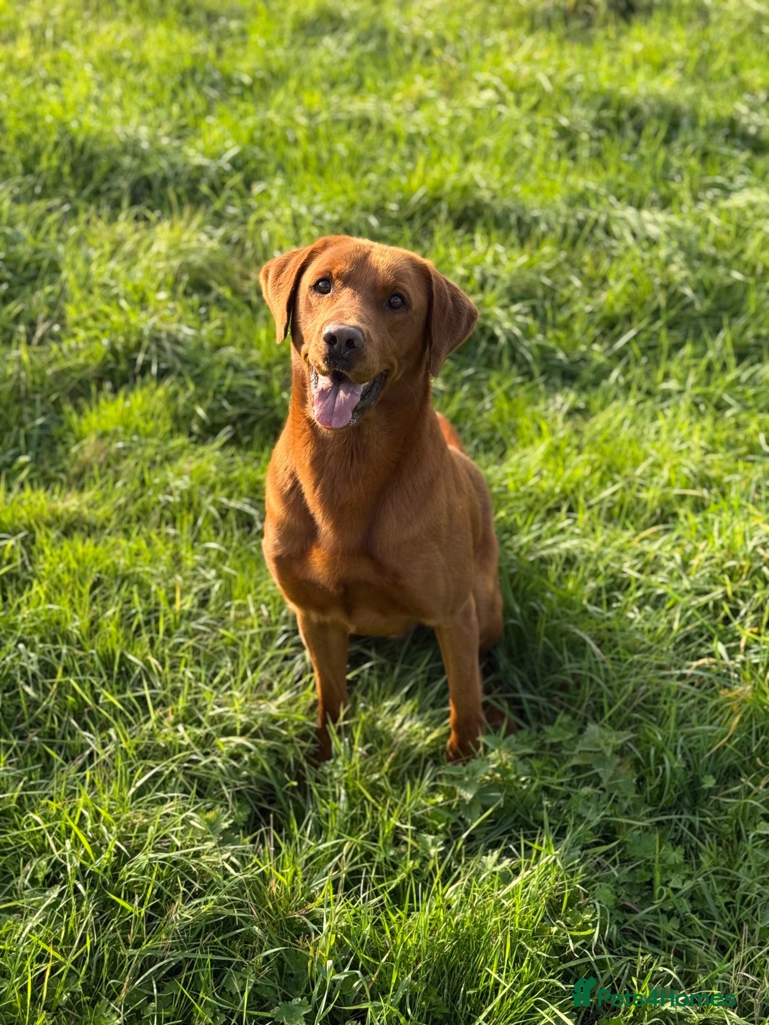 Labrador Retriever dogs Fox Red Labrador - Advert 2