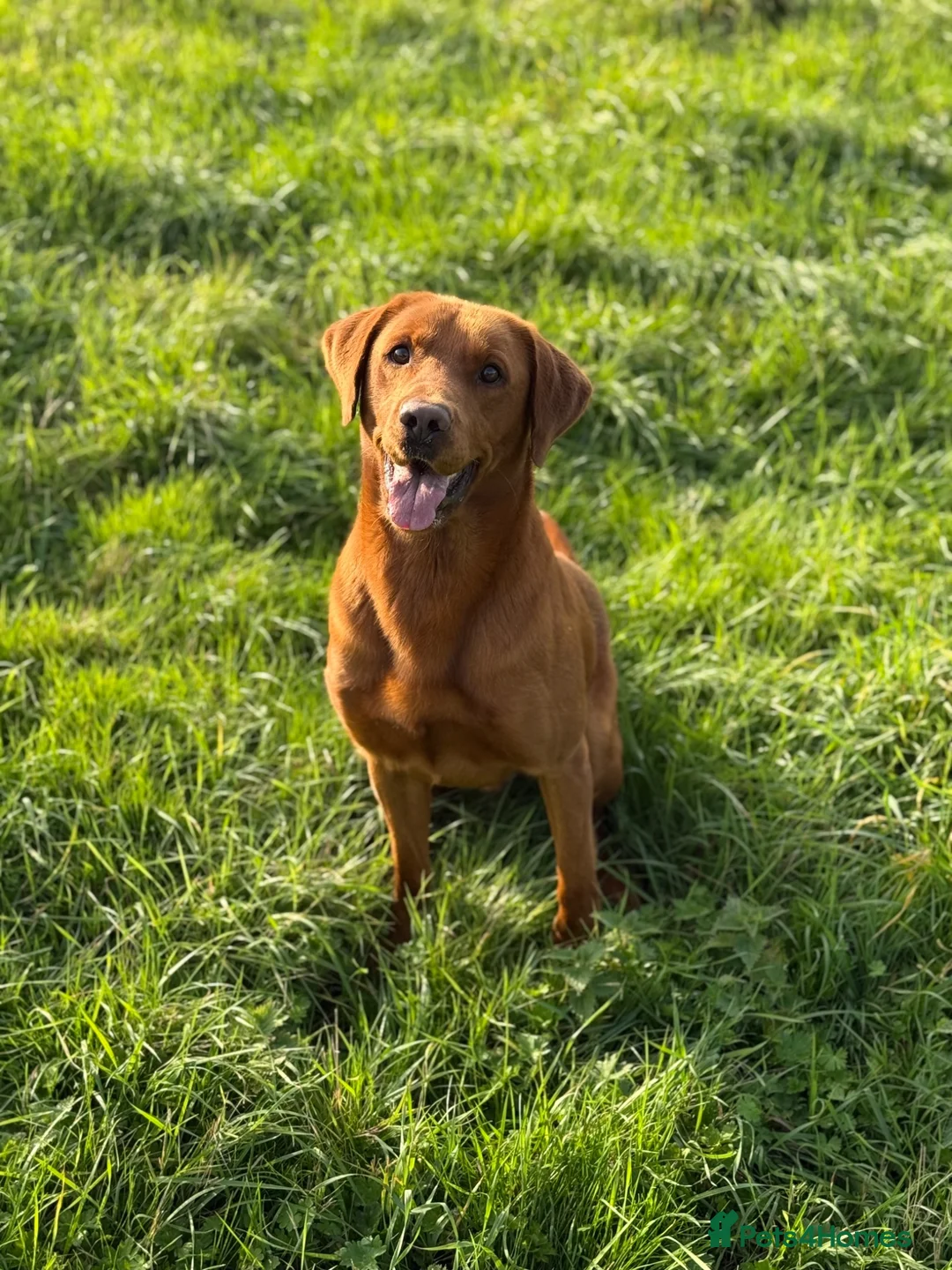 Labrador Retriever dogs for stud: Fox Red Labrador - Advert 1
