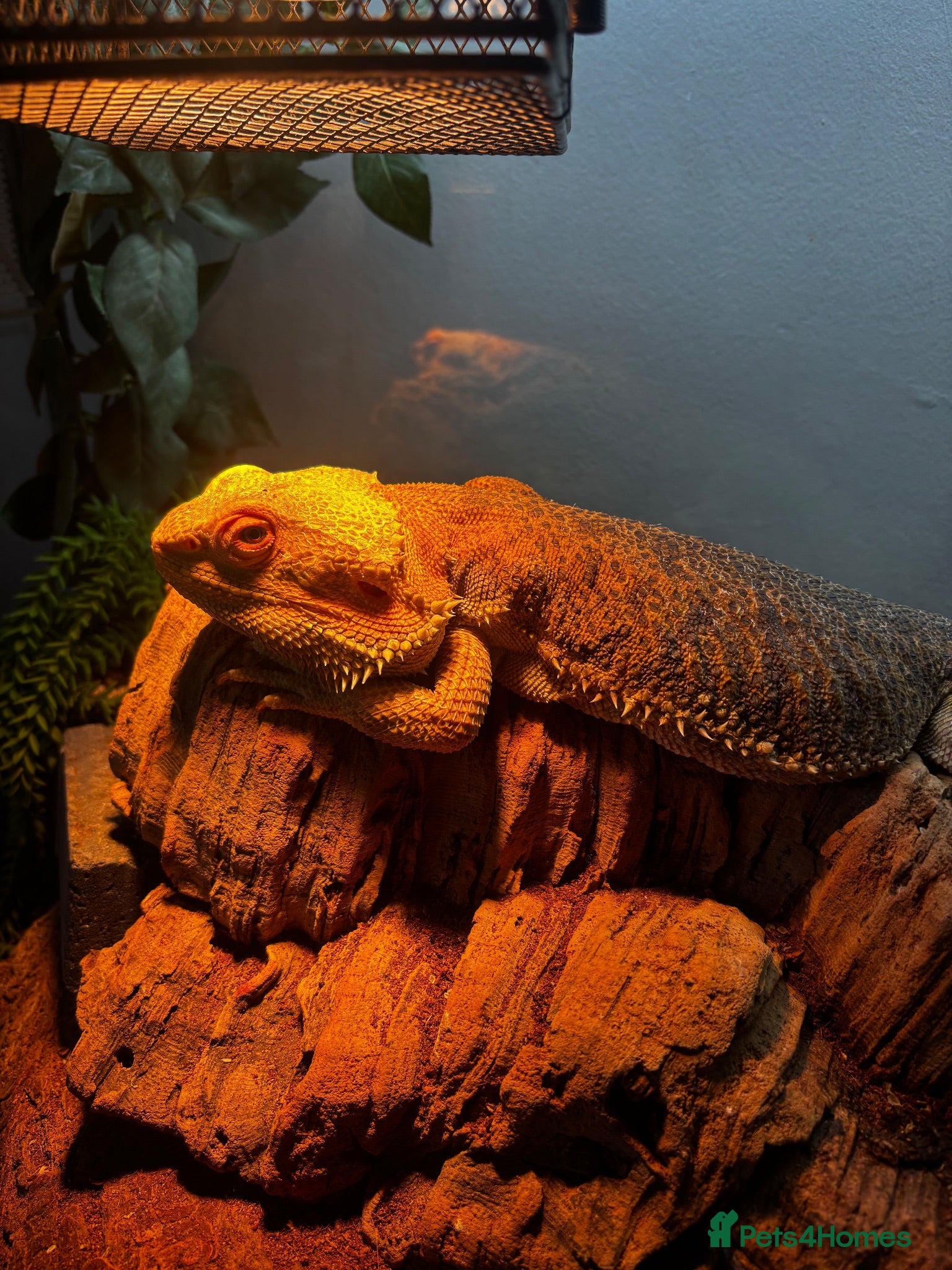 Bearded Dragon reptiles Beautiful big boy  - Advert 1