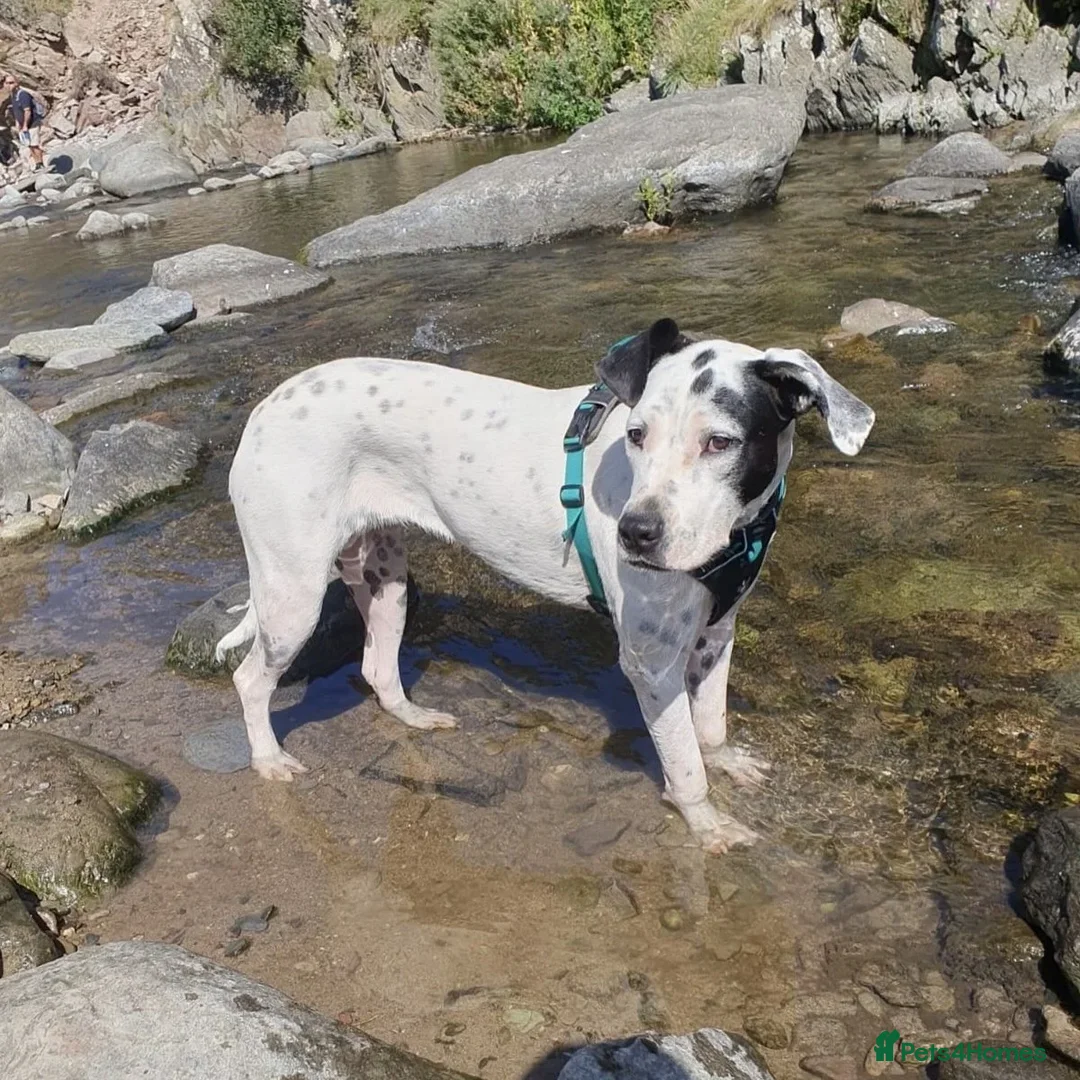 Mixed Breed dogs for adoption: Vicky (Dalmatian/Staffie mix) in London - Image 9