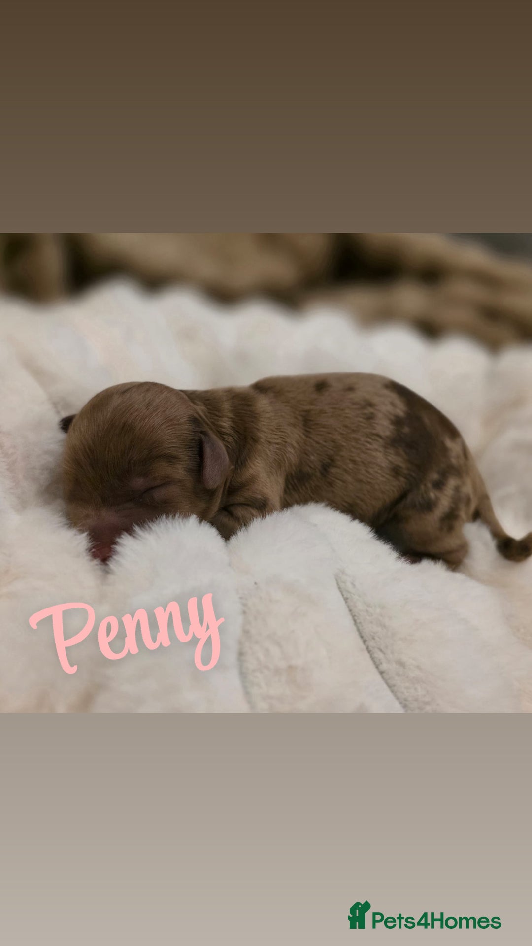 Cockapoo dogs for sale: 🤍 Beautiful F3 Multigen Cockapoo Puppies🤍 - Advert 16