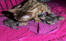 Bengal cats for sale: Stunning bengal x bsh kittens  - Image 7