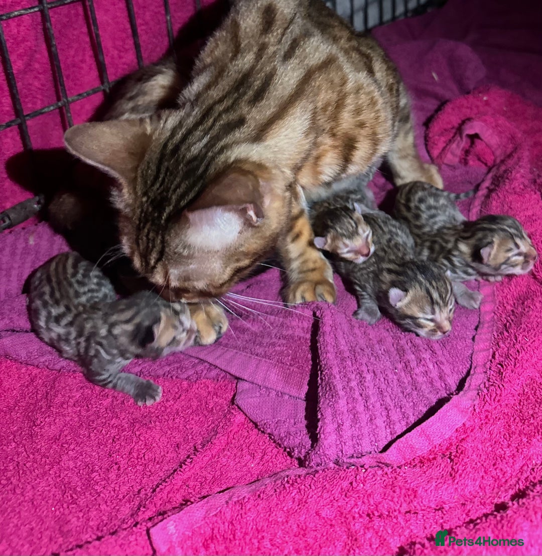 Bengal cats for sale: Stunning bengal x bsh kittens  - Image 7