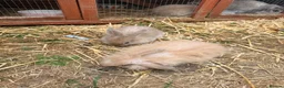Mini Lion Lop rabbits for sale: lion lop bunnies  - Advert 12