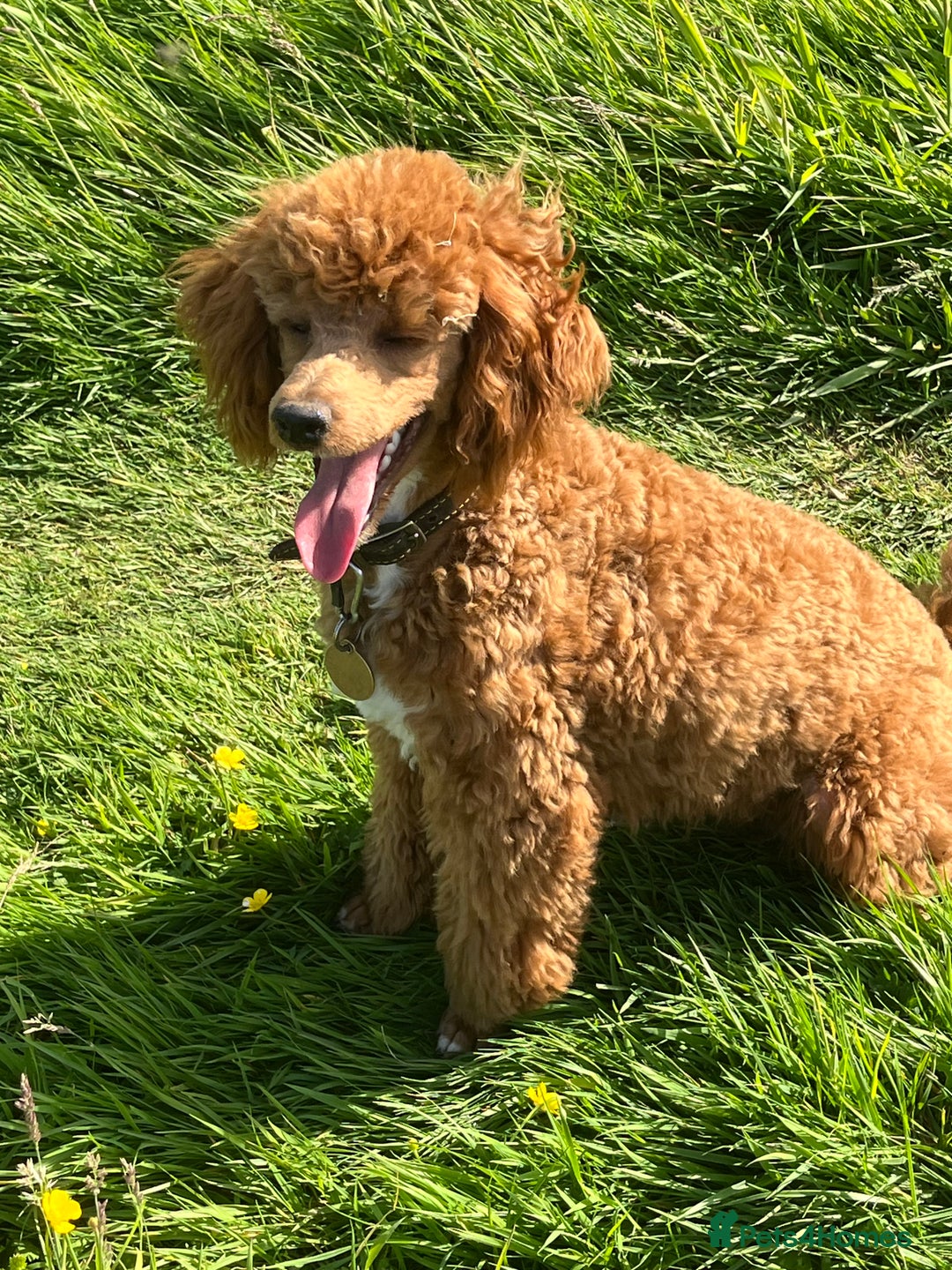 Miniature Poodle dogs for stud: Red, is a gentle, loving, confident lad. - Advert 3