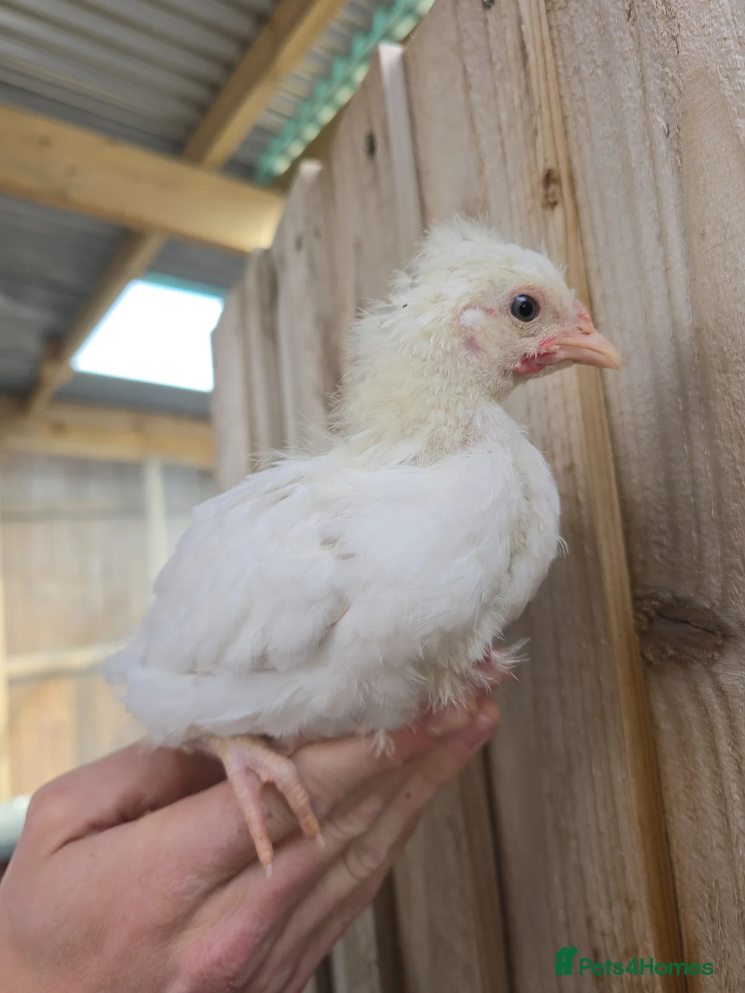 Chickens poultry for sale: 6 wks old Pekin Bantam x Sebright chicks - Advert 3