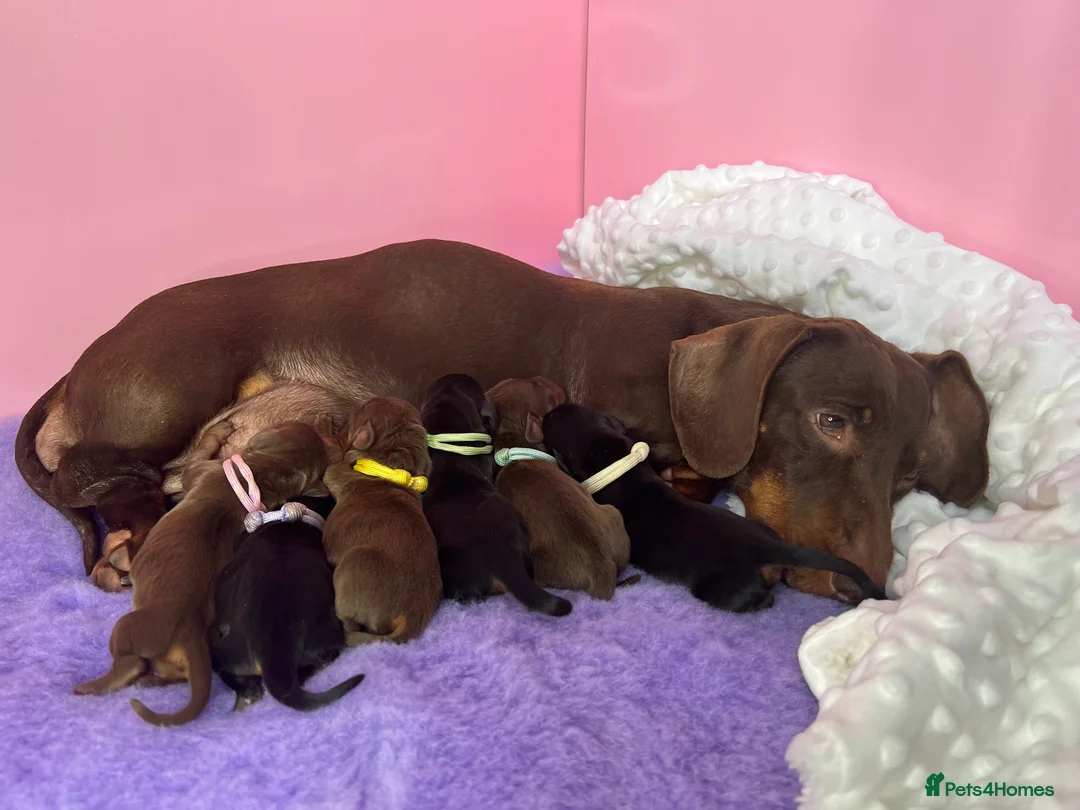 Miniature Dachshund dogs for stud: Tiny Piebald Stud with Free Ovulation Testing  in Stockton-on-Tees - Advert 13