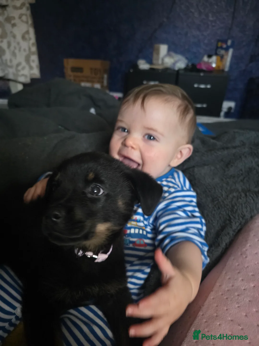 Mixed Breed dogs for sale: Beautiful pup looking for forever sofa  - Advert 9