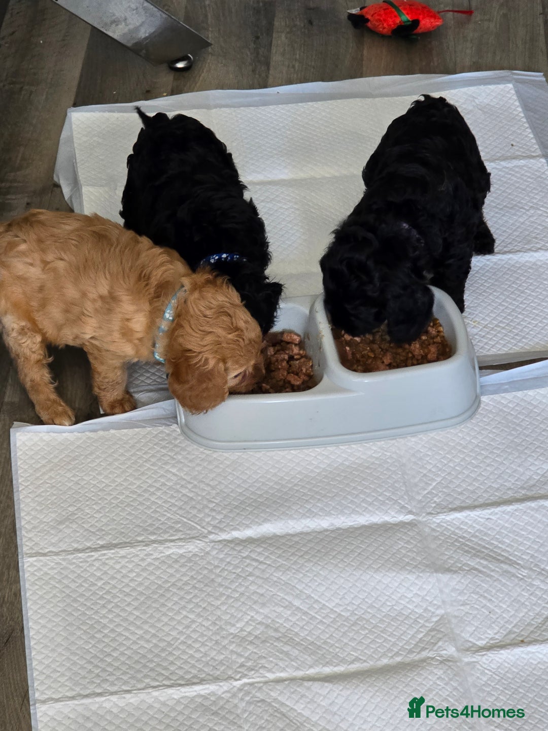 Cavapoo dogs for sale: REDUCED AMAZING F1 cavapoo puppies  - Image 10