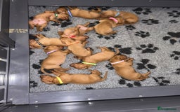 Hungarian Vizsla dogs for sale: KC Reg Hungarian Vizsla Puppies-Imported Lineage - Image 4