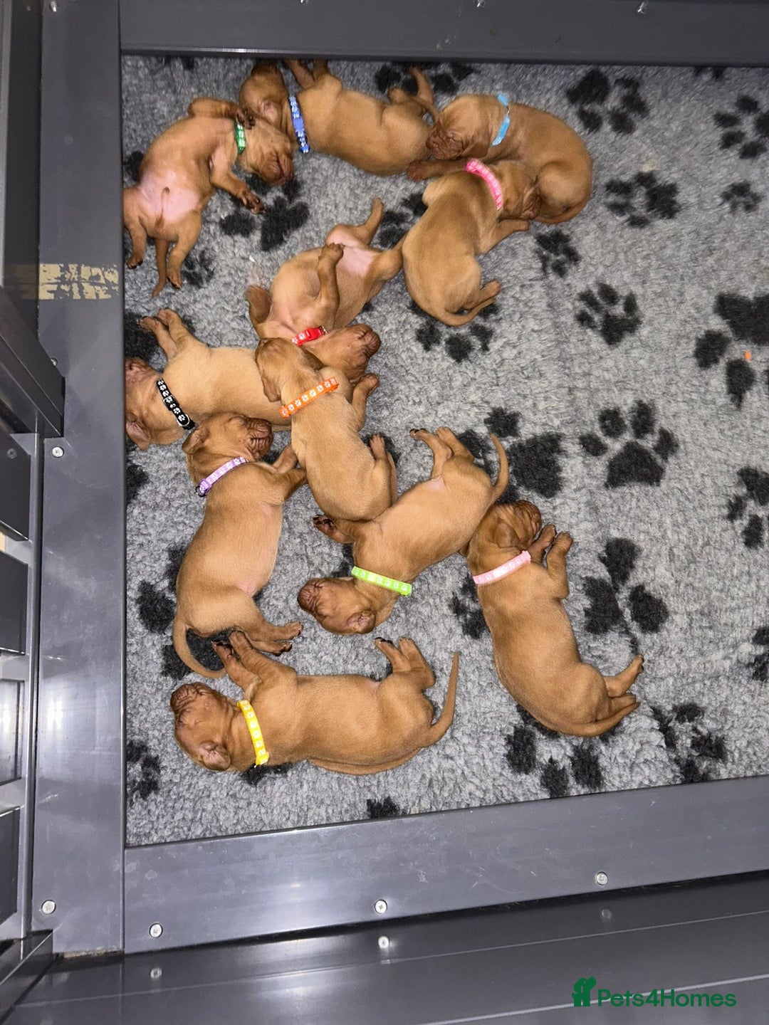 Hungarian Vizsla dogs for sale: KC Reg Hungarian Vizsla Puppies-Imported Lineage - Image 4