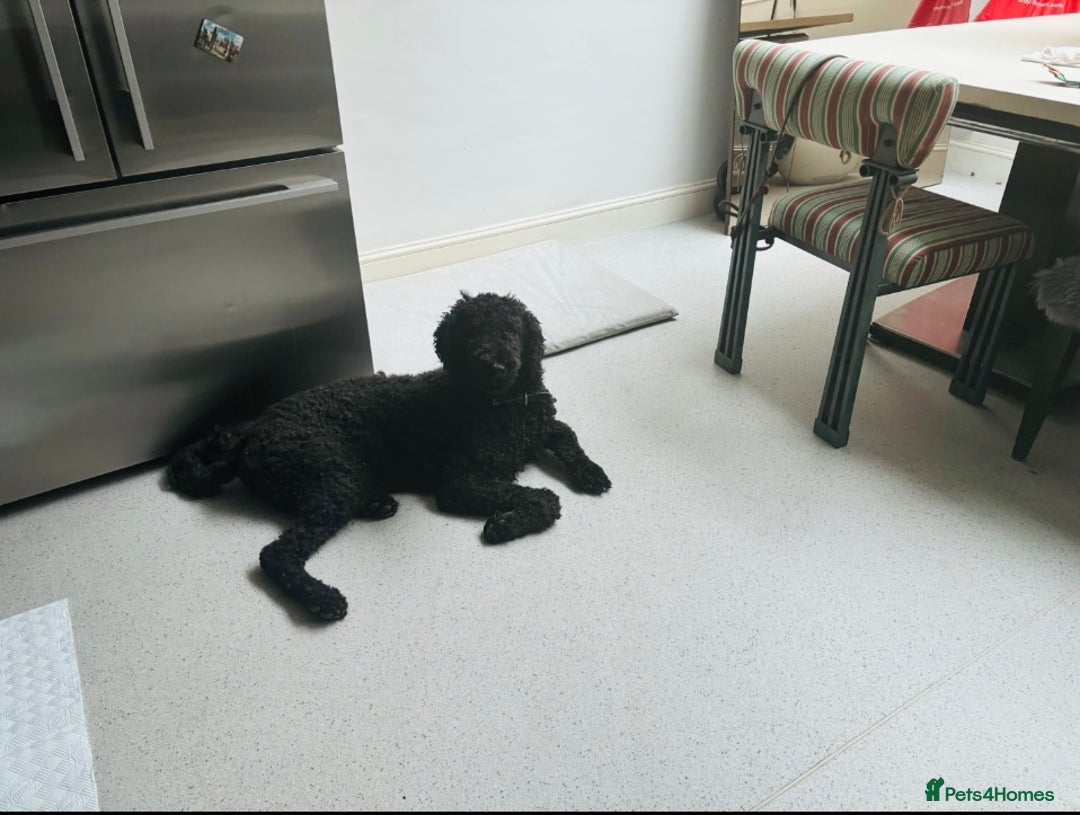 Standard Poodle dogs for sale: Standard Poodle in Harrow - Image 7
