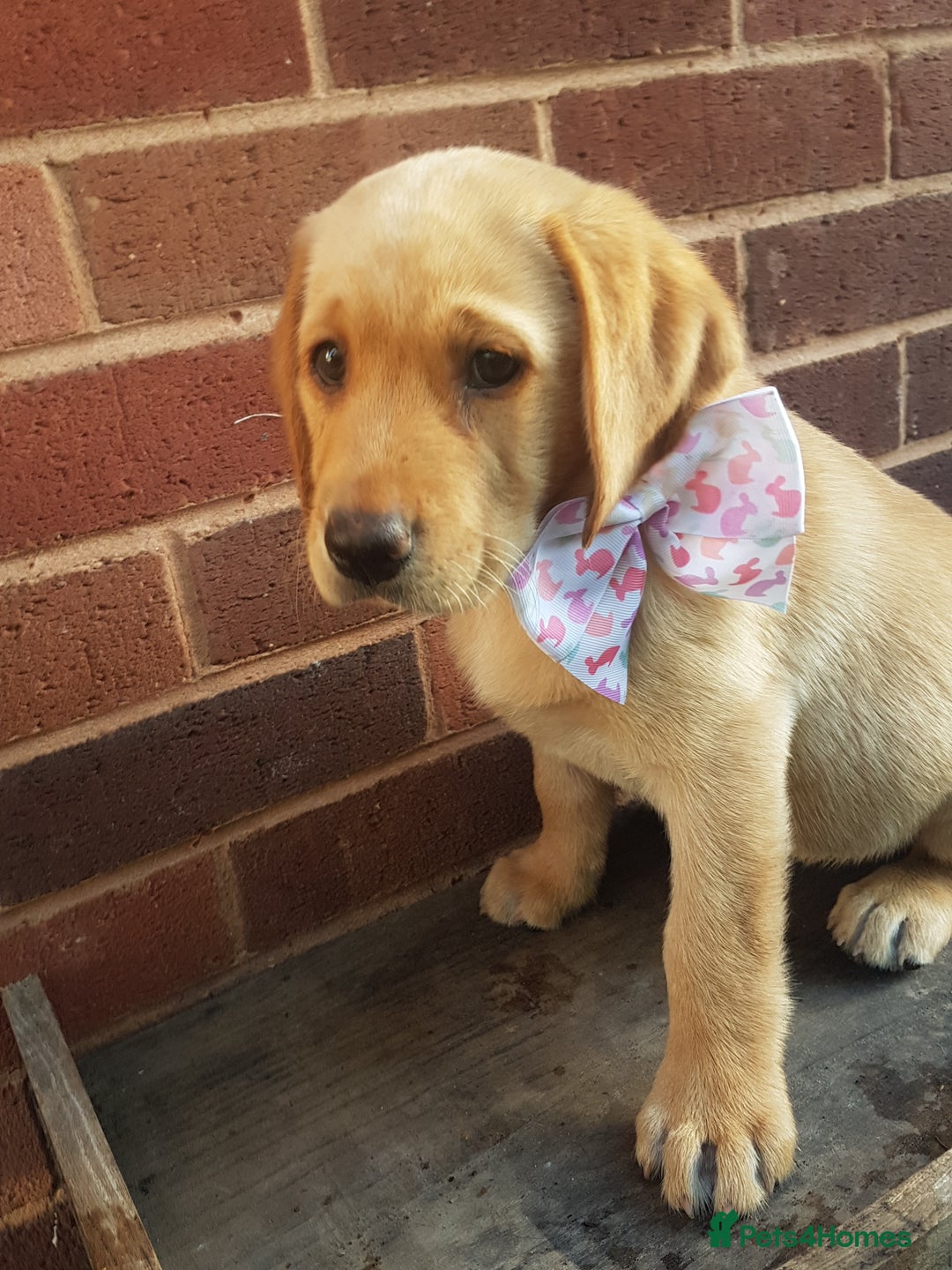 Labrador Retriever dogs for sale: KC Registered Labrador puppies  - Image 15