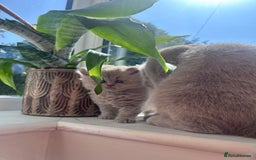 British Shorthair cats for sale: Tica registered British Shorthair Kittens - Image 4
