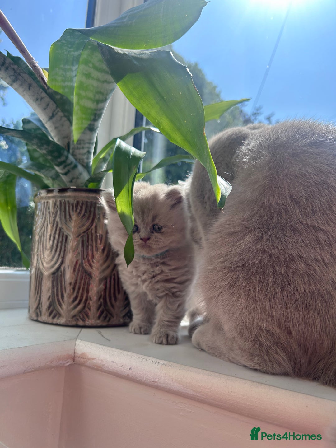 British Shorthair cats for sale: Tica registered British Shorthair Kittens - Image 4
