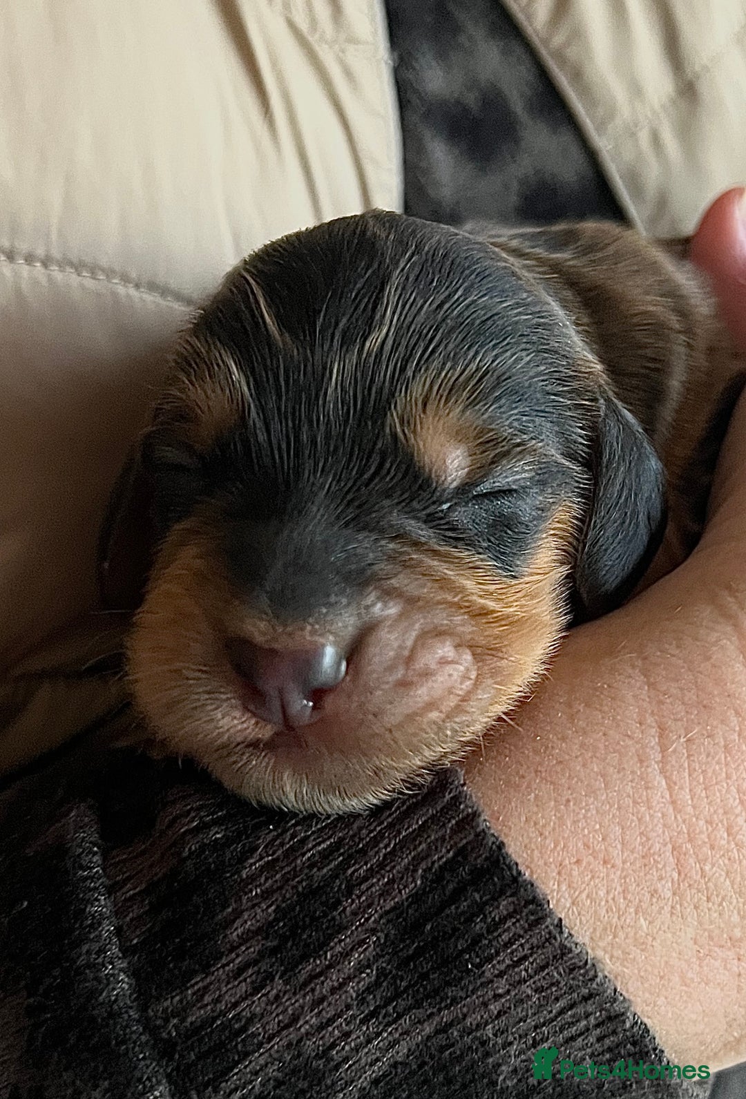 Cockapoo dogs for sale: F1B cockapoo puppies - Image 3