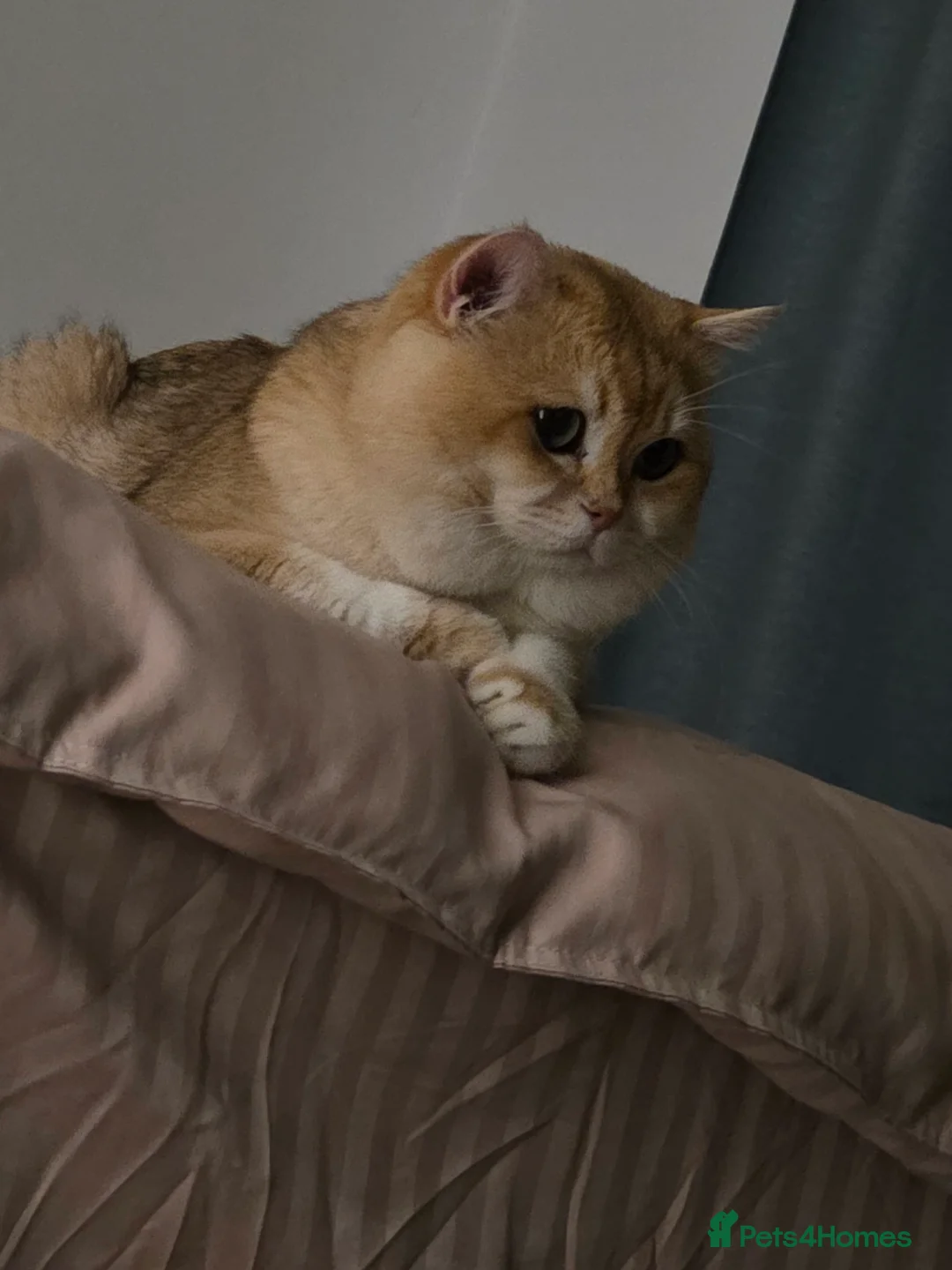 British Shorthair cats for sale:          BRITISH SHORTHAIR - Advert 13