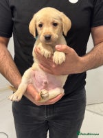 Labrador Retriever dogs - Advert 2