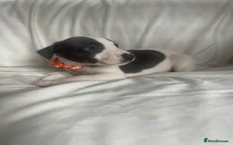 Whippet dogs for sale: kc registered Whippets  - Image 5