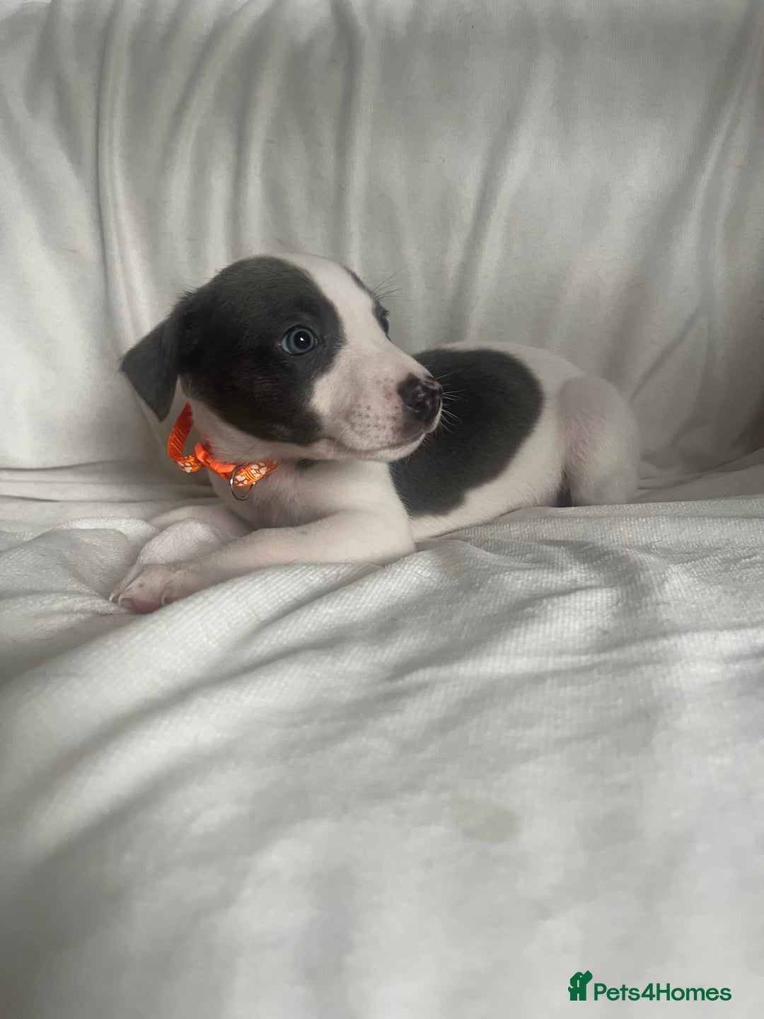 Whippet dogs for sale: kc registered Whippets  - Image 5