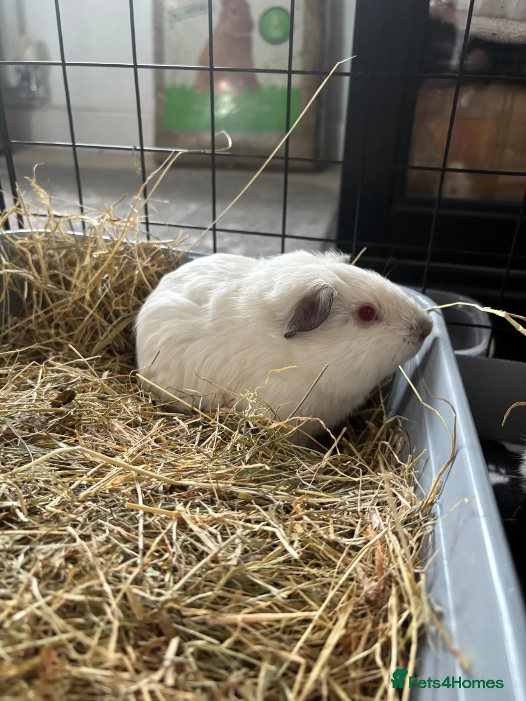 Guinea Pig rodents for sale: Baby boy piggies - Advert 2