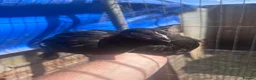 Chickens poultry for sale: Black copper Maran pullets  - Advert 1