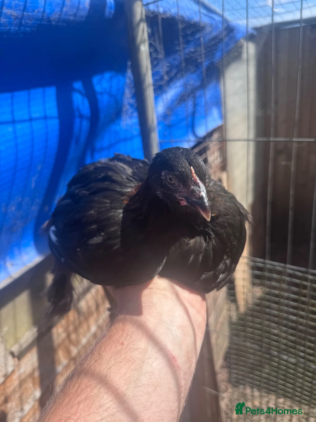 Chickens poultry for sale: Black copper Maran pullets  - Advert 1