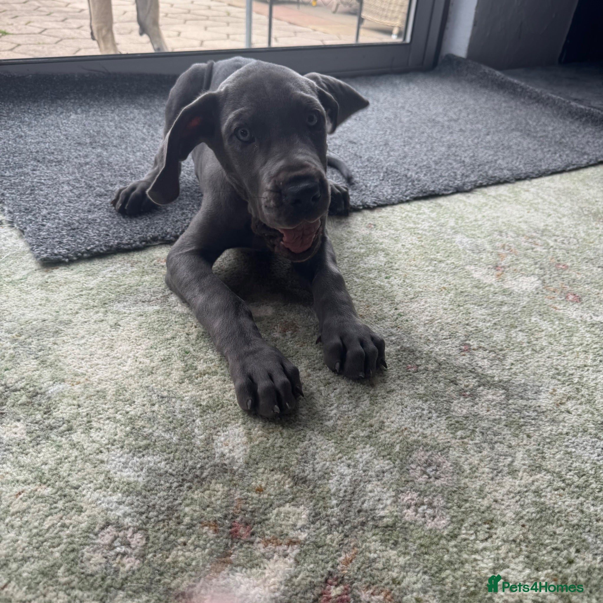 Great Dane dogs Gorgeous blue KC Great Danes.Ready now! - Advert 2