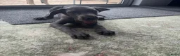 Great Dane dogs for sale: Gorgeous blue KC Great Danes.Ready now! - Advert 2